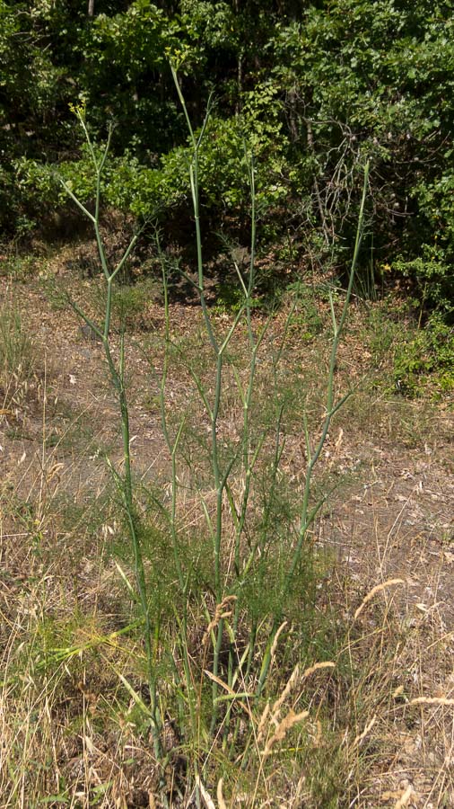 Foeniculum vulgare (subsp. piperitum)
